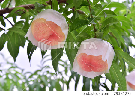 peach peach 79385273