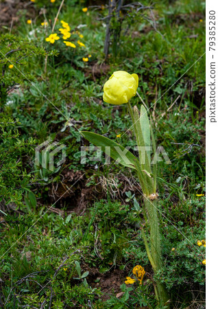 Meconopsis integrifolia,一種盛開在中國青海東部德保山坳的黃色罌粟花 Meconopsis integrifolia,一種盛開在中國青海東部德保山坳的黃色罌粟花 79385280