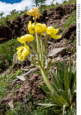 Meconopsis integrifolia,一種盛開在中國青海東部德保山坳的黃色罌粟花 Meconopsis integrifolia,一種盛開在中國青海東部德保山坳的黃色罌粟花 79385281