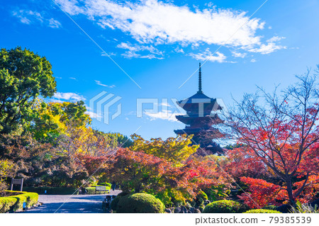 Toji寺和五顏六色的葉子的五層塔 Toji寺和五顏六色的葉子的五層塔 79385539