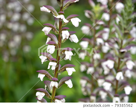 Acanthus 79385562