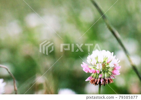Grassland of white clover Grassland of white clover 79385877