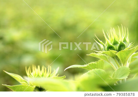 Sunflower baby full of green Sunflower baby full of green 79385878