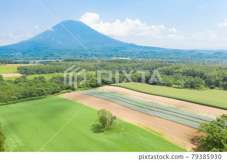 Drone aerial view Twin cherry trees Sightseeing image of Hokkaido Niseko area Drone aerial view Twin cherry trees Sightseeing image of Hokkaido Niseko area 79385930
