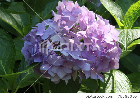 長井植物園的繡球花 79386010