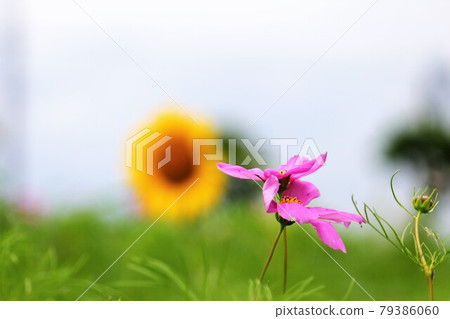 與宇宙依偎的向日葵 79386060