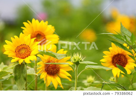 向日葵的 Sekurabe 與老年人 79386062
