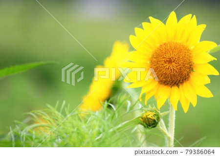 Sunflower waiting for the season when the buds also bloom Sunflower waiting for the season when the buds also bloom 79386064