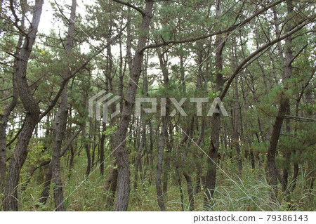 暗松樹林 暗松樹林 79386143