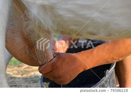 Close-up of a farmer's hand milking a goat on a dairy farm 79386228