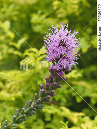 Purple spike-shaped Liatris Purple spike-shaped Liatris 79386229