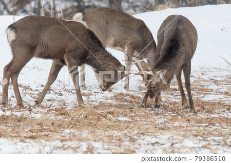 Ezo deer in the snowy field 79386510