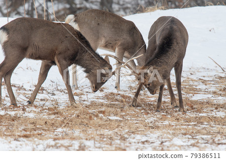 Ezo deer in the snowy field Ezo deer in the snowy field 79386511