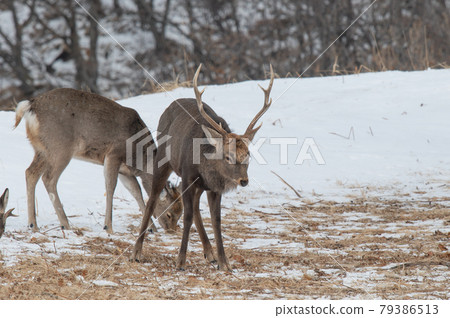 Ezo deer in the snowy field Ezo deer in the snowy field 79386513