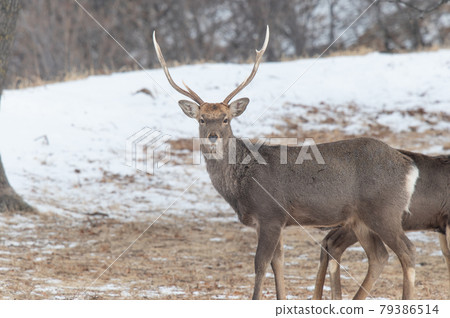 Ezo deer in the snowy field Ezo deer in the snowy field 79386514