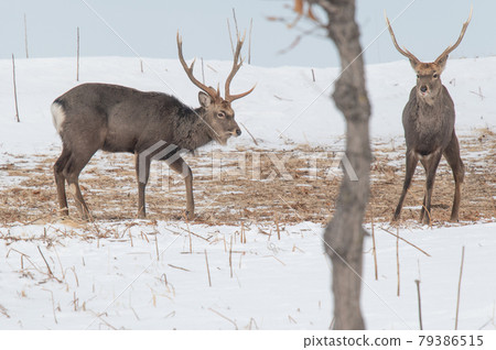Ezo deer in the snowy field Ezo deer in the snowy field 79386515