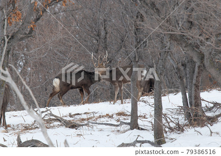 Ezo deer in the snowy field 79386516