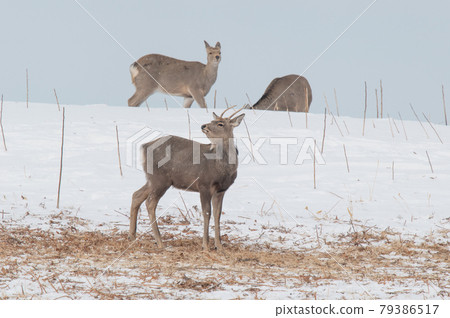 Ezo deer in the snowy field Ezo deer in the snowy field 79386517