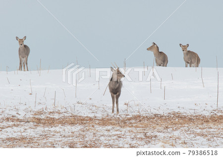 Ezo deer in the snowy field 79386518