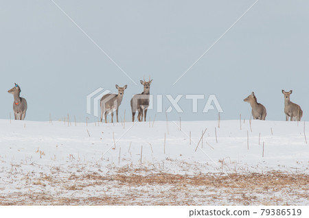 Ezo deer in the snowy field 79386519