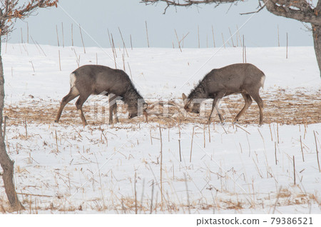 Ezo deer in the snowy field Ezo deer in the snowy field 79386521