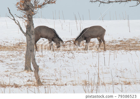 Ezo deer in the snowy field 79386523