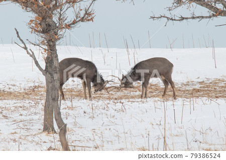 Ezo deer in the snowy field Ezo deer in the snowy field 79386524