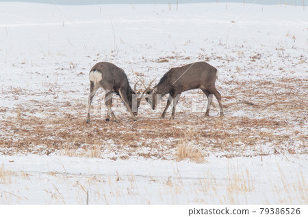 Ezo deer in the snowy field Ezo deer in the snowy field 79386526