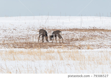 Ezo deer in the snowy field Ezo deer in the snowy field 79386527