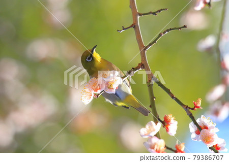 White-eye that sucks the denseness of pink plums White-eye that sucks the denseness of pink plums 79386707