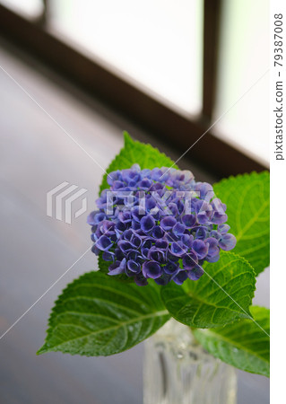 古民居中的繡球花 古民居中的繡球花 79387008