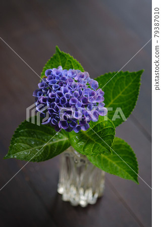 Hydrangea in an old folk house Hydrangea in an old folk house 79387010