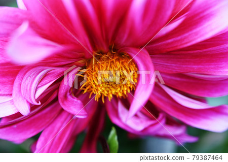 dahlia dahlia 79387464
