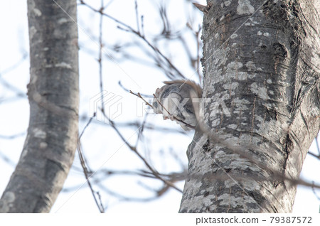 Namara Menkoi Ezomomonga Namara Menkoi Ezomomonga 79387572