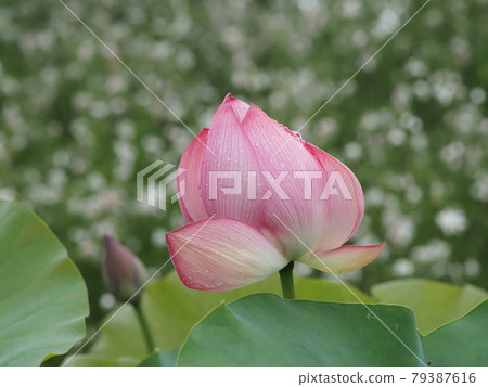 Wet lotus flower 79387616
