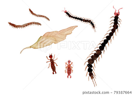 Watercolor illustration of centipede, earwig, millipede and fallen leaves 79387664