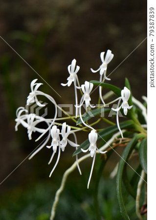 風蘭 風蘭 79387839