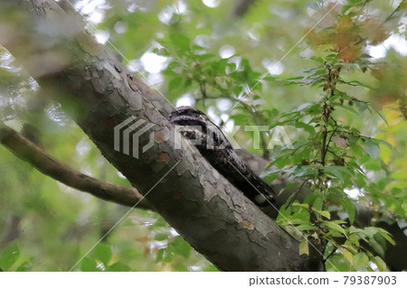 Australian Birds Australian Guam Australian Birds Australian Guam 79387903