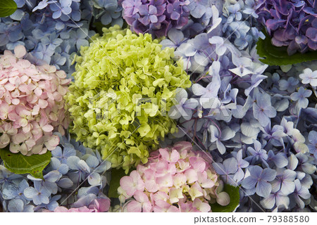 A bouquet of hydrangeas is floating in the water. A bouquet of hydrangeas is floating in the water. 79388580