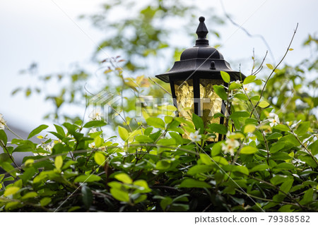 Classic gate light surrounded by green leaves Classic gate light surrounded by green leaves 79388582