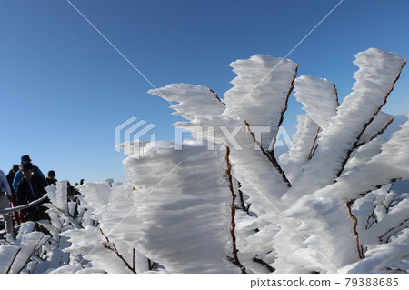 岡山縣鳥取縣Rime and Hakuo Daisen夏山步道 岡山縣鳥取縣Rime and Hakuo Daisen夏山步道 79388685