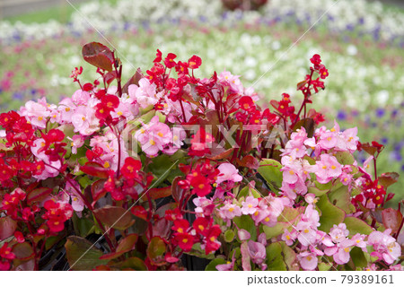 花壇上盛開著紅色和粉色的海棠花。 79389161