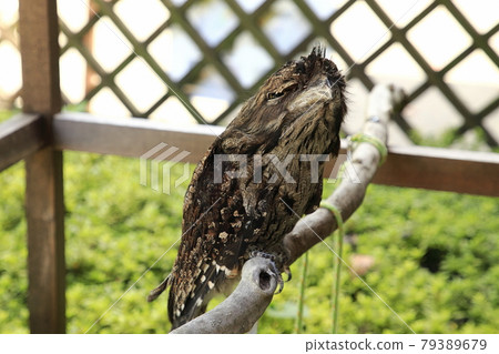 Australian Birds Australian Guam 79389679