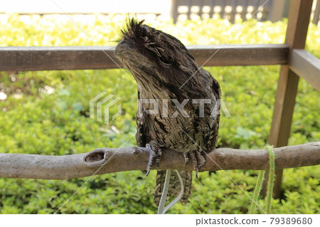 Australian Birds Australian Guam Australian Birds Australian Guam 79389680