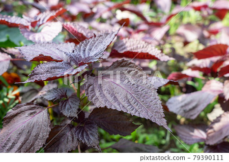 Red perilla leaves (June) Home garden 79390111