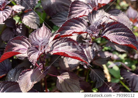陽光下的紅紫蘇葉(六月) 家庭花園 陽光下的紅紫蘇葉(六月) 家庭花園 79390112