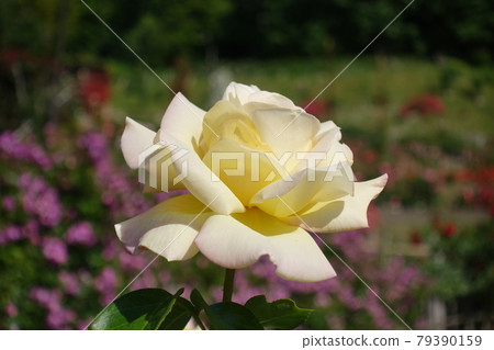 Rose in full bloom rose rose 79390159