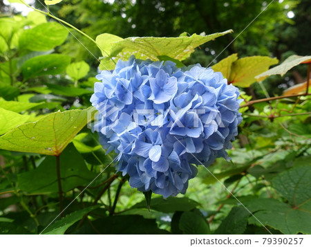 心繡球花繡球花 心繡球花繡球花 79390257