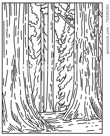 Groves of Giant Sequoias or Redwoods in Sequoia National Park in Sierra Nevada in California United States Mono Line or Monoline Black and White Line Art 79390260