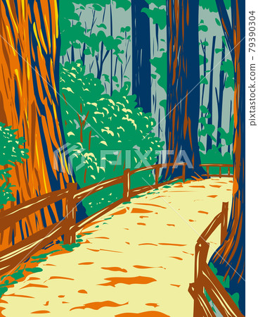 Redwood Trees in Muir Woods National Monument in Golden Gate National Recreation Area San Francisco California United States of America WPA Poster Art 79390304